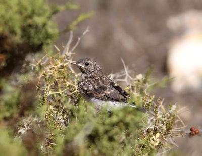 Cypernstenskvtta - Cyprus Pied Wheatear (Oenanthe cypriaca)