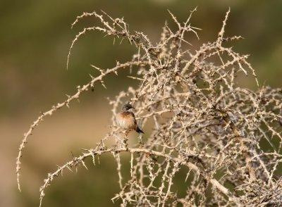Glasögonsångare -Spectacled Warbler (Sylvia conspicillata)