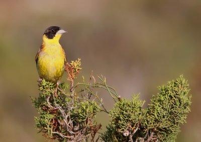 Svarthuvad sparv - Black-headed Bunting (Emberiza melanocephala)