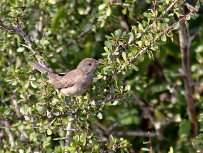 Cypernsångare - Cyprus Warbler (Sylvia melanothorax)
