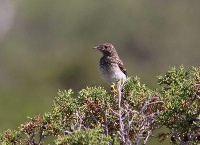 Cypernstenskvätta - Cyprus Pied Wheatear (Oenanthe cypriaca)