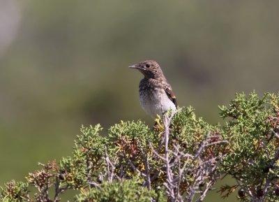 Cypernstenskvtta - Cyprus Pied Wheatear (Oenanthe cypriaca)