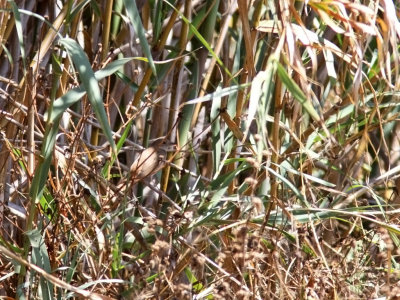 Sydnäktergal -Common Nightingale (Luscinia megarhynchos)