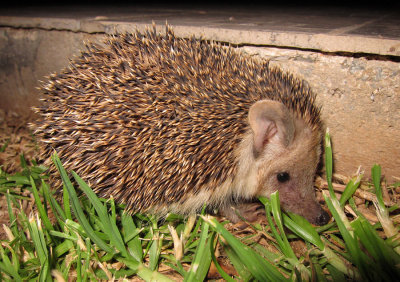 Långörad kotte - Long-eared hedgehog (Hemiechinus auritus)
