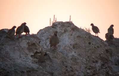 Berghöna - Chukar Partridge (Alectoris chukar)