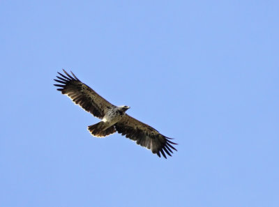 Kejsarörn - Eastern Imperial Eagle - (Aquila heliaca) 
