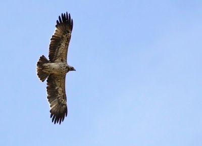 Kejsarörn - Eastern Imperial Eagle - (Aquila heliaca) 