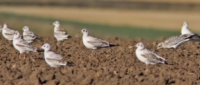 Svarthuvad mås - Mediterranean Gull (Larus melanocephalus)