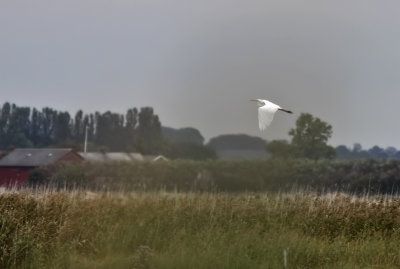 Ägretthäger - Great White Egret  (Ardea alba)