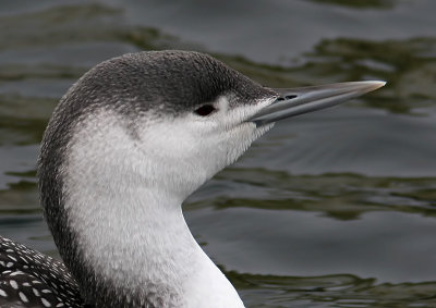 3. Divers, Grebes, Seabirds to Storks
