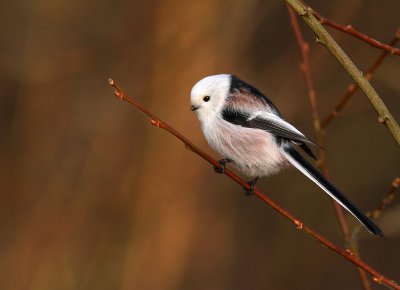 Stjrtmes - Long-tailed Tit (Aegithalos caudatus)