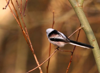 Stjrtmes - Long-tailed Tit (Aegithalos caudatus)