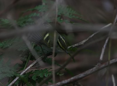 Kungsfgelsngare - Pallas's Warbler (Phylloscopus proregulus)