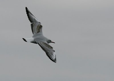 Skrattms - Black-headed Gull (Larus ridibundus)