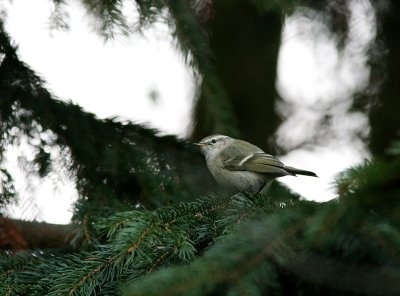 Bergstaigasngare - Humes Warbler (Phylloscopus humei)