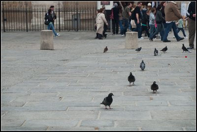 Pigeons II
