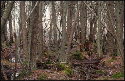 Cedar Swamp