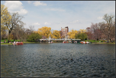 Swan Pond