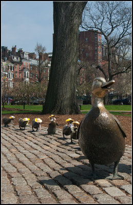 Ducklings, Dressed for Easter
