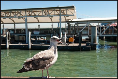 Seagulls on the Pier III