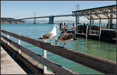 Seagulls on the Pier II