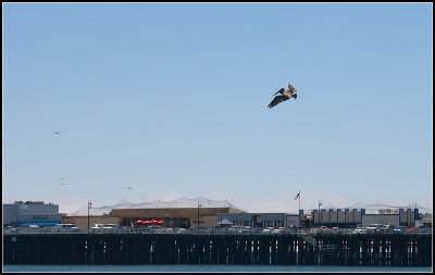 Pelican over the Pier
