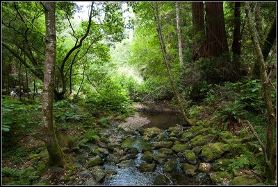 Creek Through the Woods