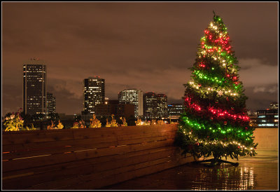Phoenix at Christmastime