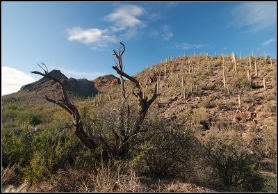 Dead Wood