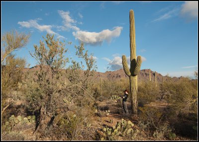 Saguaro and Mari