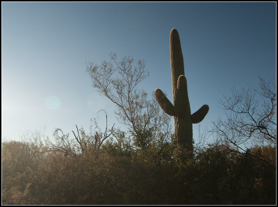 Sunlight on Saguaro