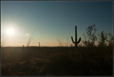 Saguaro Silhouette II