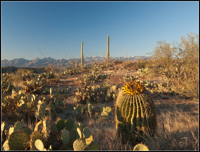 Flowering Cactus