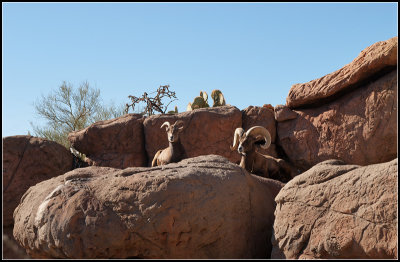 Bighorns II