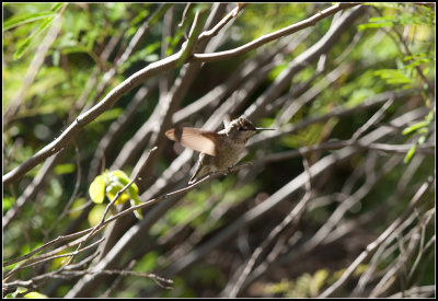 Hummingbird I