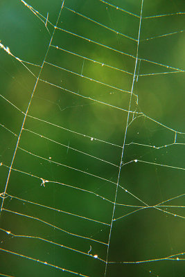 Web