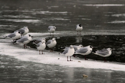 Mouettes sur le lac gel