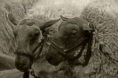 Mondoshawan Sheep