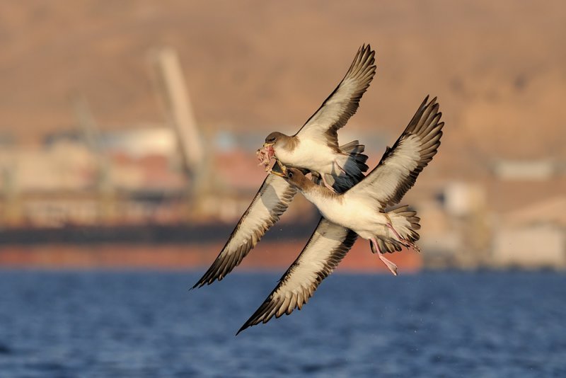 <h5>Corys Shearwater - יסעור גדול - <i>Calonectris diomedea<i></h5>