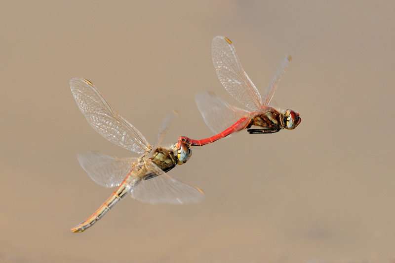 <h5>Dragonfly - שפירית</h5>