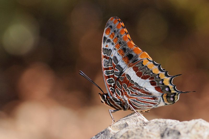 <h5>Two-tailed Pasha- נימפית הקטלב-<i>Charaxes jasius<i></h5>