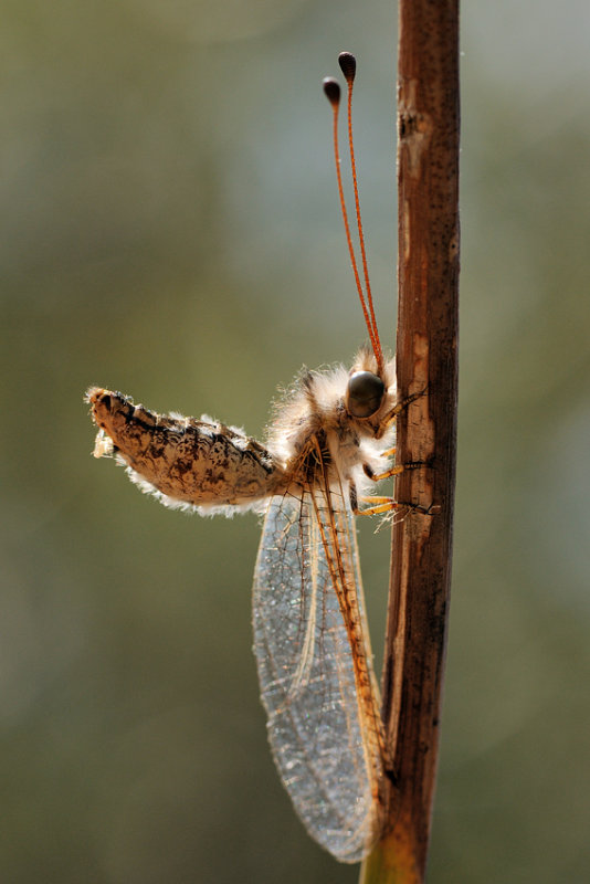 <h5>Owlfly - ארימחוש שעיר - Bubopsis andromache</h5>