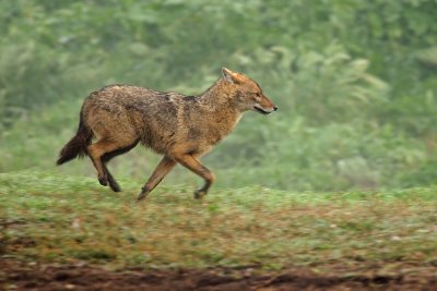 Golden Jackal - תן זהוב - Canis aureus