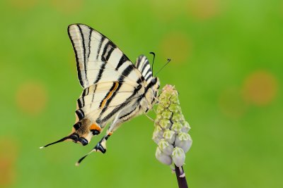 Scarce Swallowtail - ז.ס. ורדניים - Iphiclides podalirius