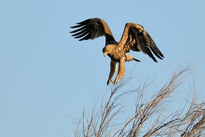 Imperial Eagle - עיט שמש - Aquila heliaca
