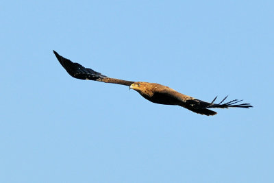 Imperial Eagle - עיט שמש - Aquila heliaca