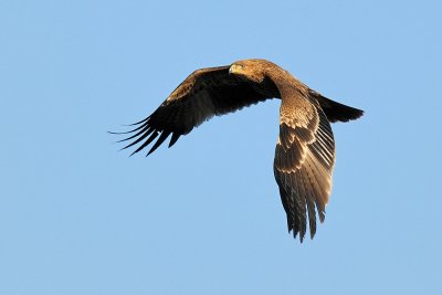 Imperial Eagle - עיט שמש - Aquila heliaca