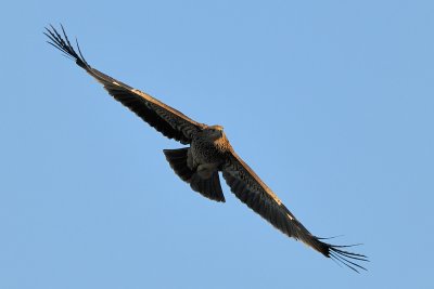 Imperial Eagle - עיט שמש - Aquila heliaca