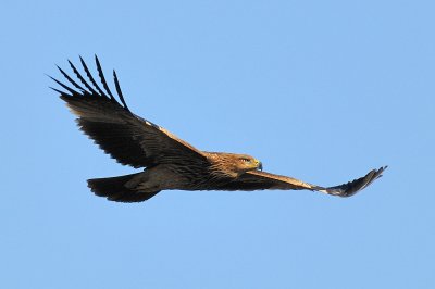 Imperial Eagle - עיט שמש - Aquila heliaca