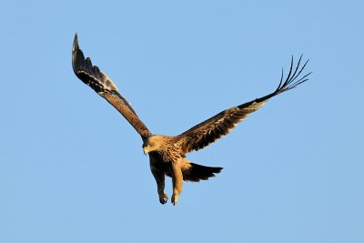Imperial Eagle - עיט שמש - Aquila heliaca